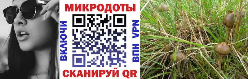 Псилоцибиновые грибы мухоморы  даркнет как зайти  Солнечногорск 